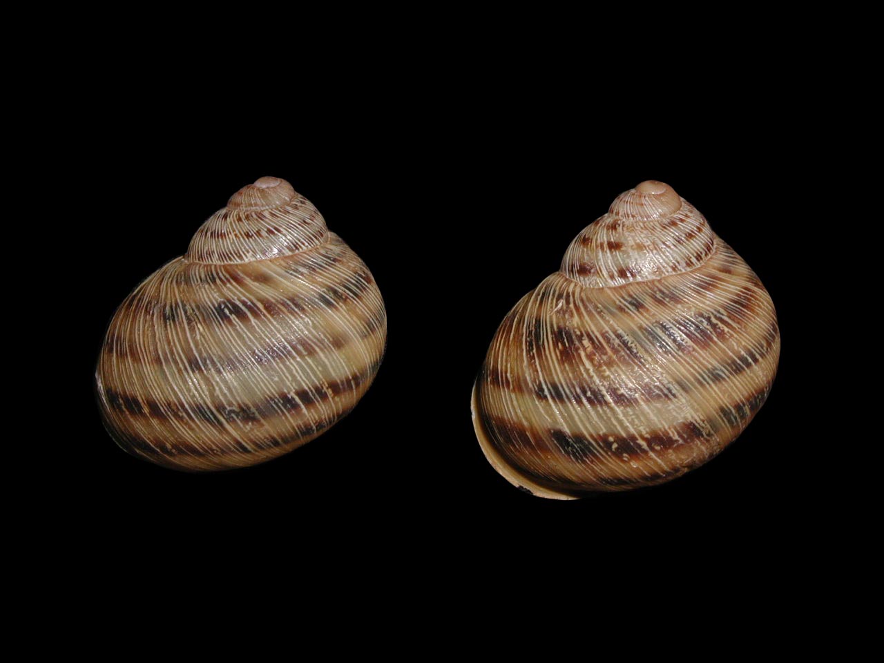 Erctella mazzullii (De Cristofori & Jan, 1832)